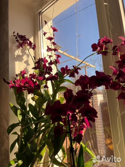 Орхидея фаленопсис