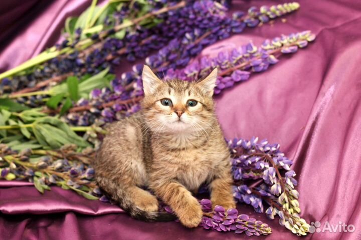 Шпротик в добрые руки