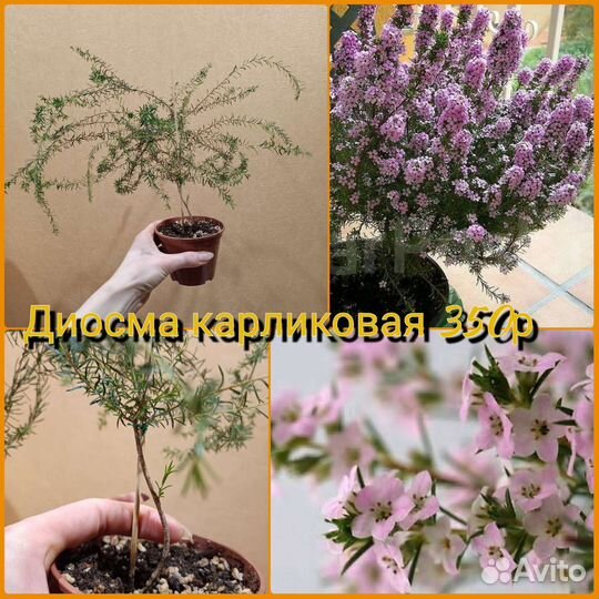 Комнатные красивоцветущие растения