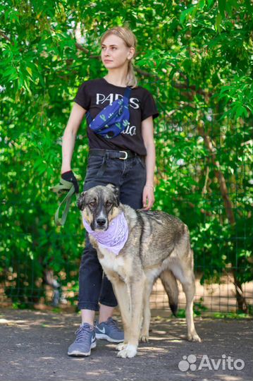 Молодая собака в добрые руки Несси