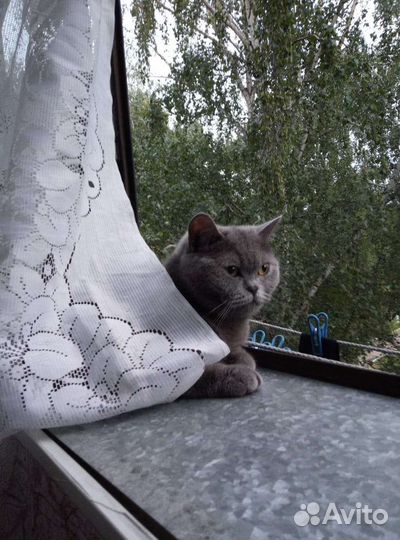 Кошка Шотландка