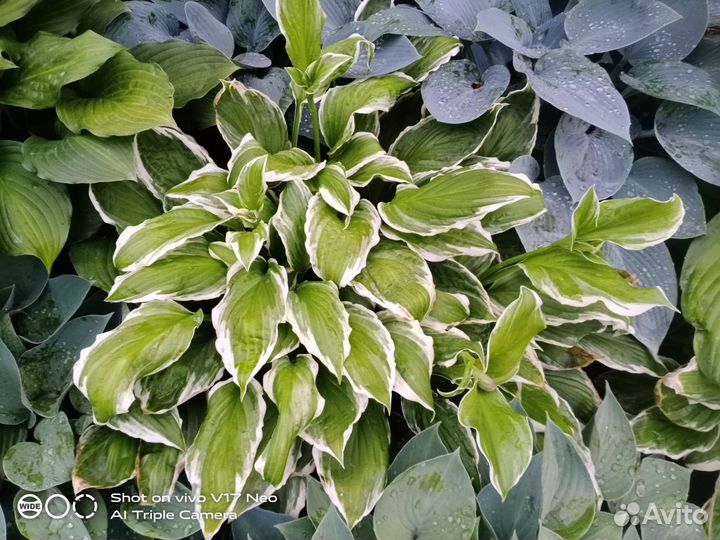 Хоста Albomarginata, Halcyon и др часть 1