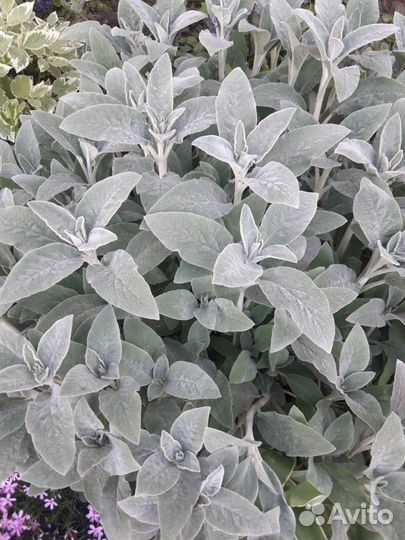 Чистец, Стахис или Овечьи уши