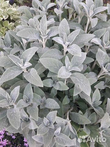 Чистец, Стахис или Овечьи уши