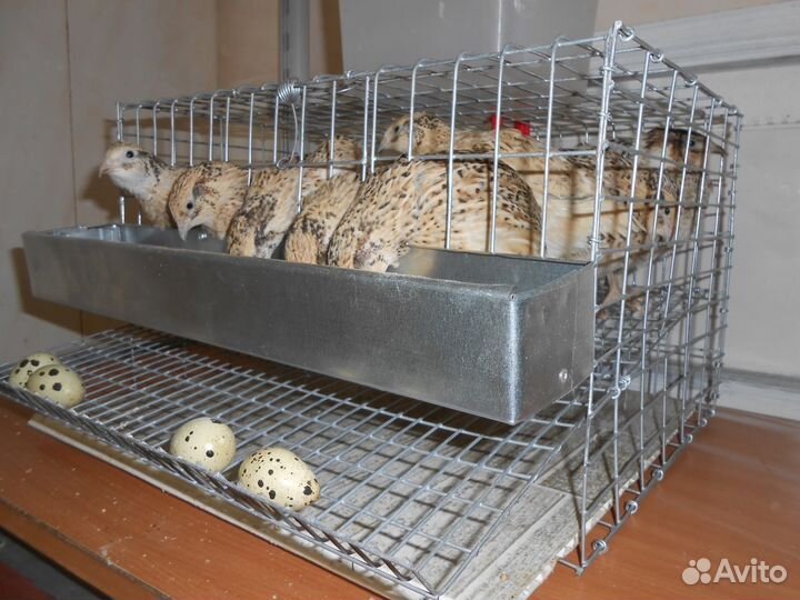 10 перепелов-несушек с клеткой