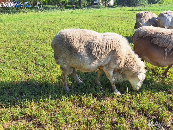 Баран Катумский