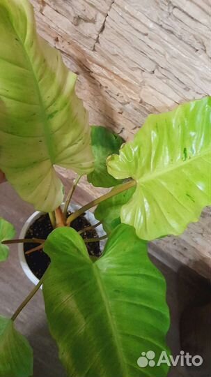 Филодендрон Джангл Февер