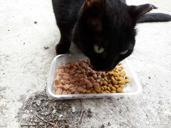 Кошечка Чернышка