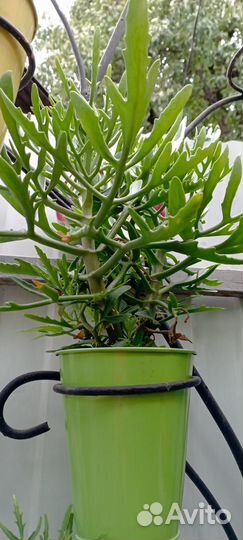 Продам цветы