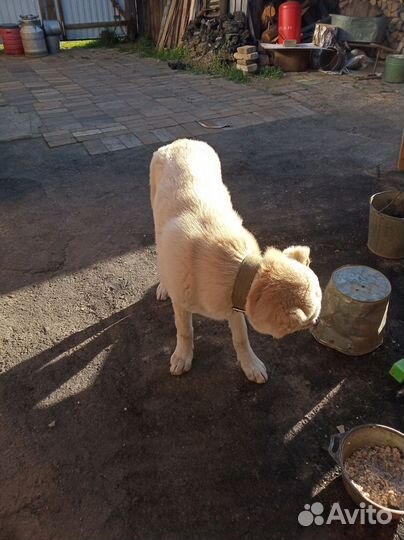 Домашние животные собаки