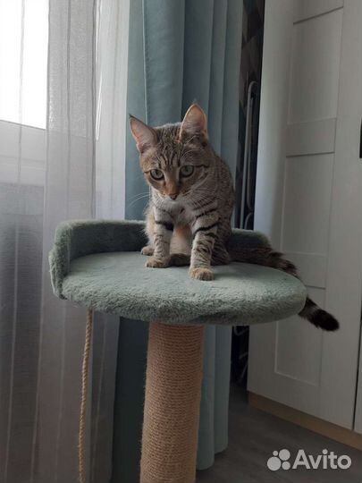 Кошечка 7 мес