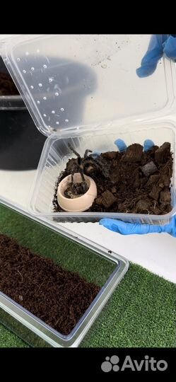 Паук птицеед