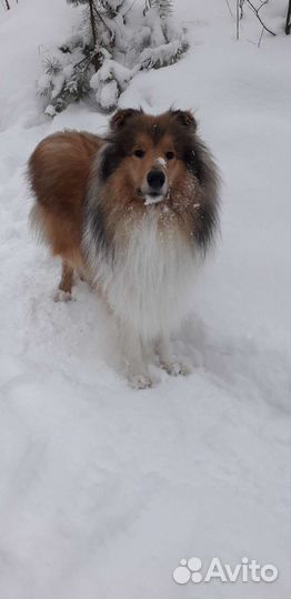 Колли
