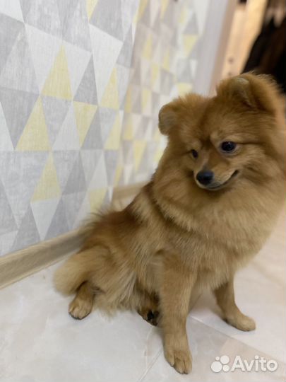 Немецкий шпиц вязка