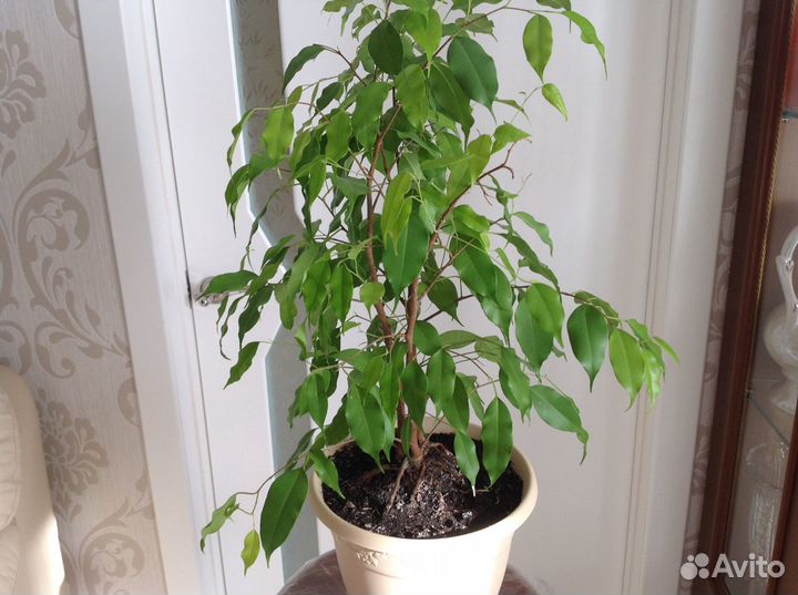 Фикус большой мелколистный