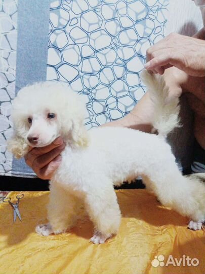 Щенки той пуделя