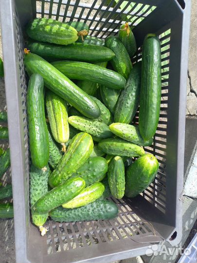 Огурцы свежие домашние