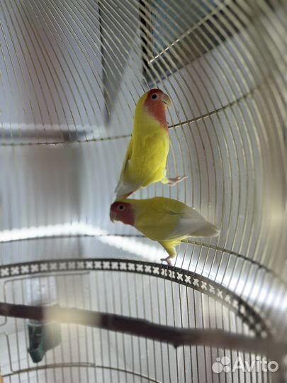 Попугай неразлучники с клеткой