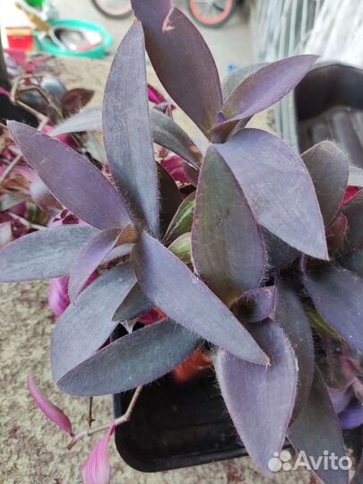 Традесканция отросток