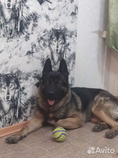 Уход за животными