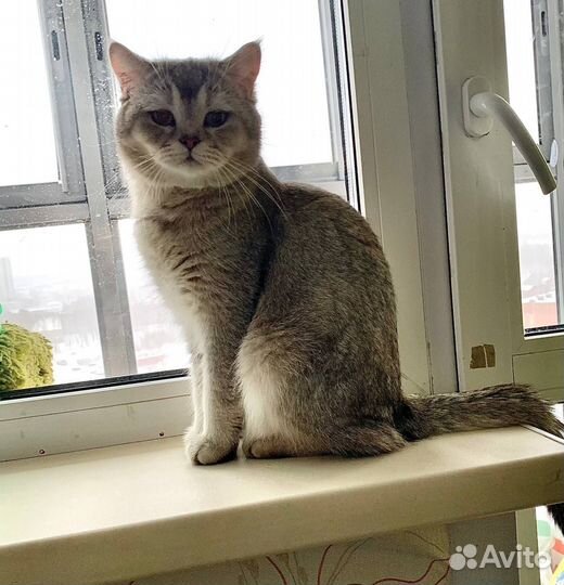 Шотландский прямоухий шиншила на вязку