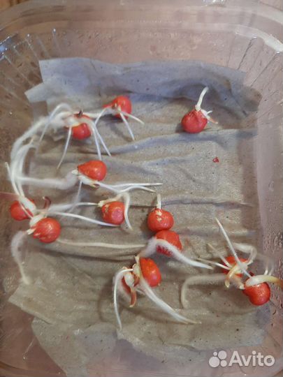 Семена кукурузы