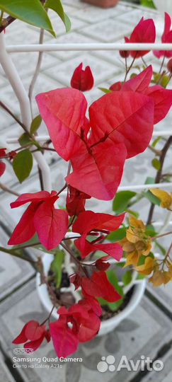 Бугенвиллия махровая