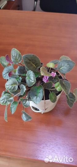 Фиалка Dresden doll в горшке