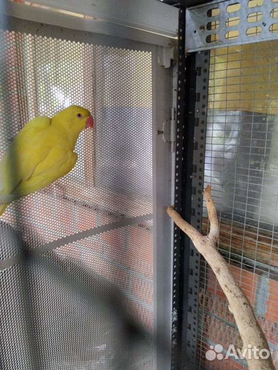 Ожереловый попугай