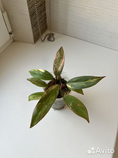 Филодендроны