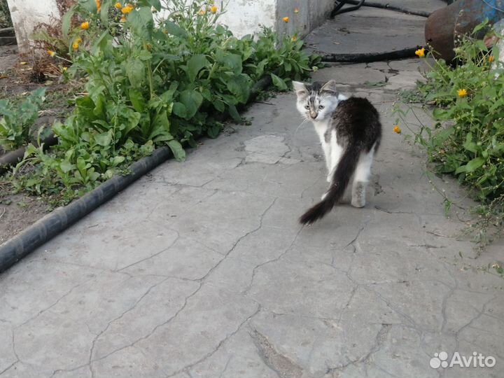 Отдам в добрые руки бесплатно