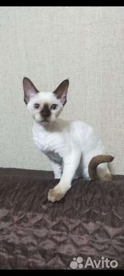 Девон -рекс кошечка