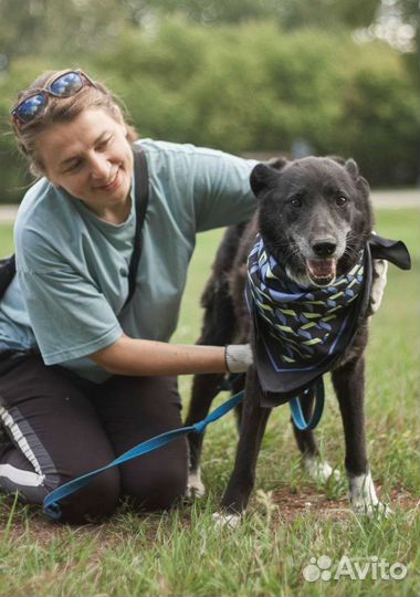 Несчастная собака в ожидании чуда