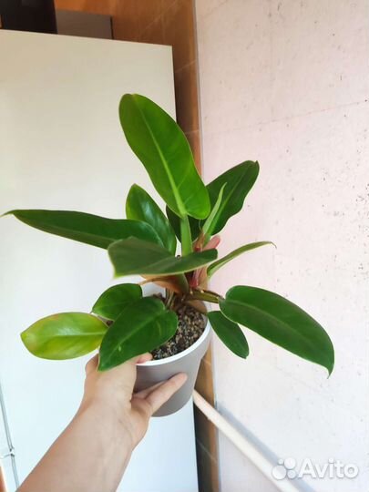 Филодендрон империал грин