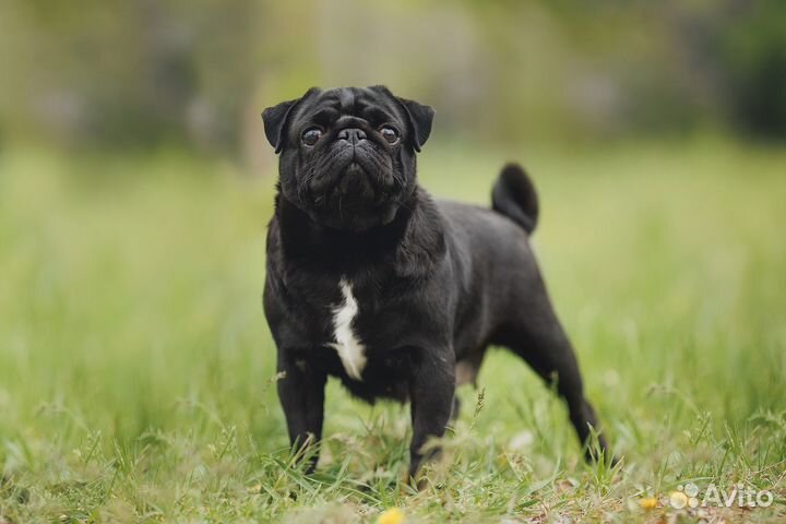 Бежевые и черные мопсики из питомника РКФ