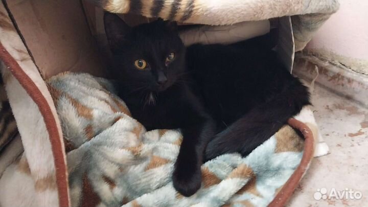 Котик