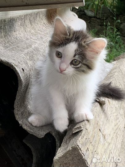 Котята в добрые руки бесплатно