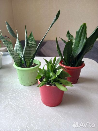 Сансевиерия