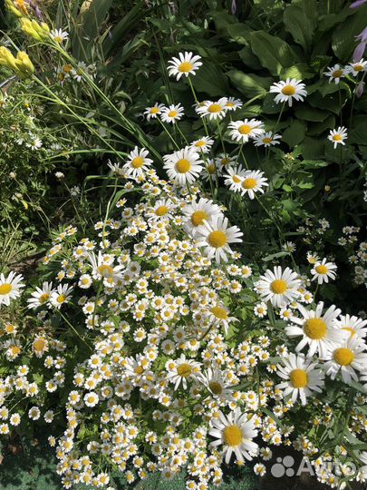 Цветы ромашки