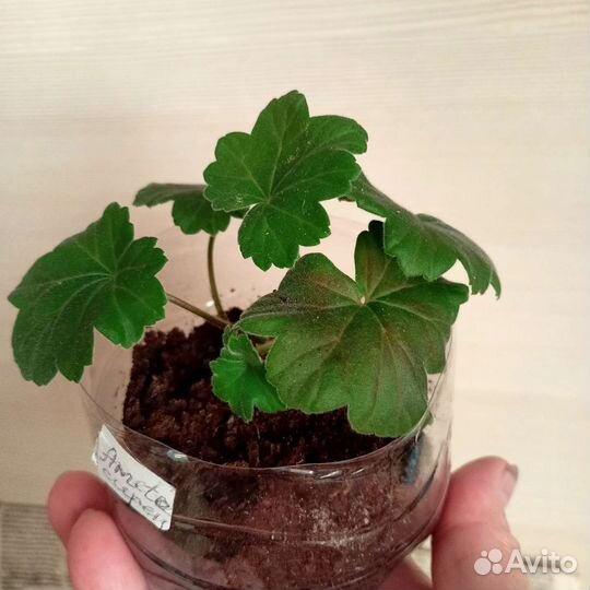 Пеларгония сортовая