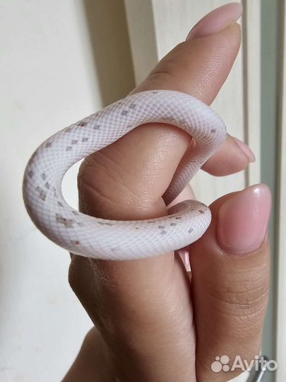 Маисовый полоз