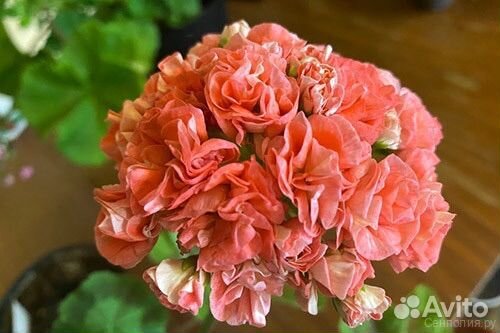 Пеларгония герань