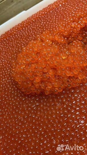 Красная икра Нерка 2023 год Июль