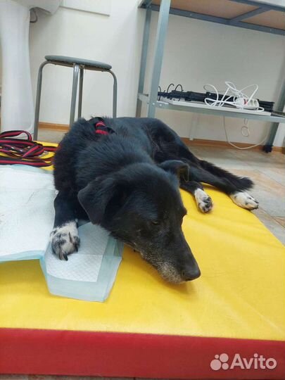 Собака сдаёт без дома