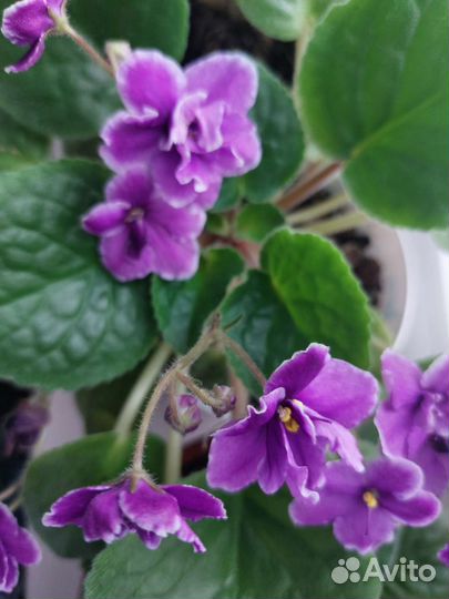 Цветы фиалки есть хатиора, сансевиерика цилиндр