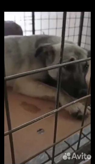 Собака 8 месяцев