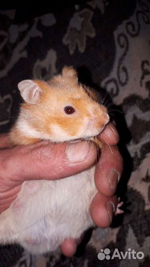 Сирийский хомяк