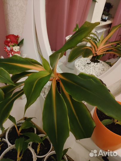 Хлорофитум Грин Оранж. Орхидаструм