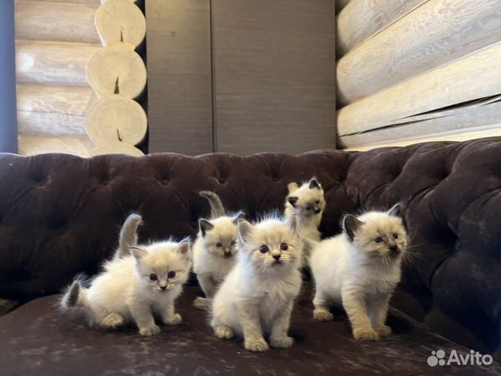 Невские маскарадные котята