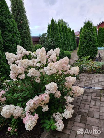 Туя западная